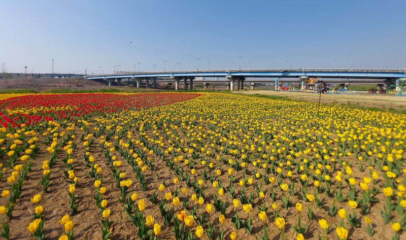 파일:공릉천튜율립20220417 090644.jpg