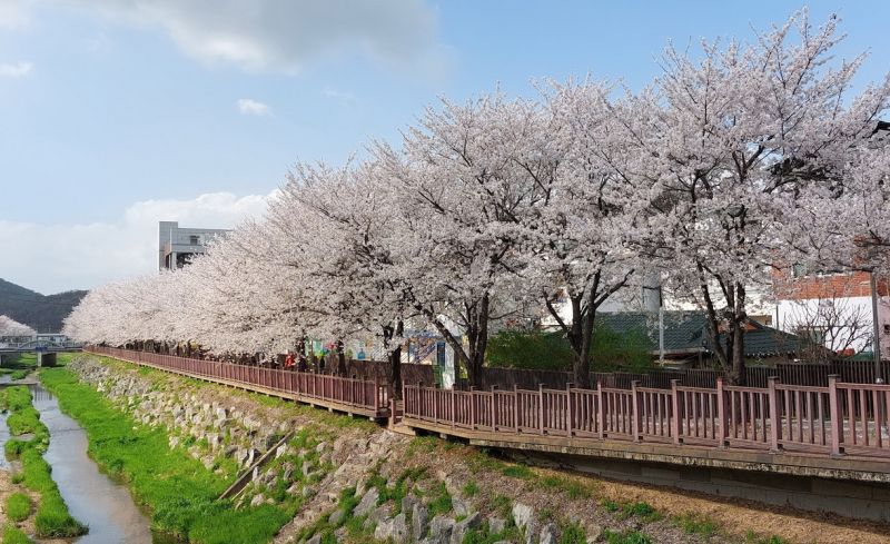 파일:20230407 광탄벚꽃.jpg