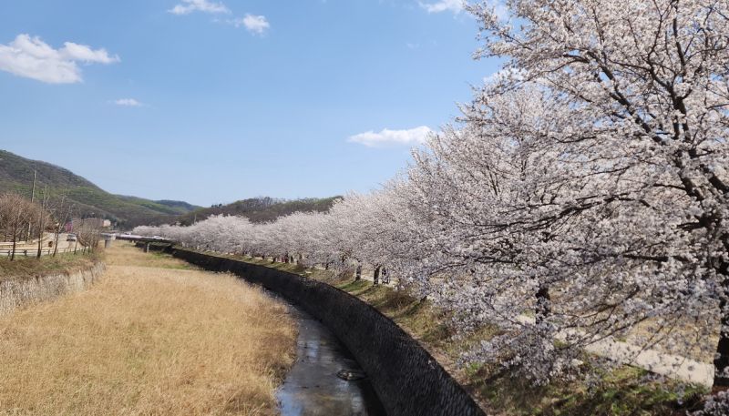 파일:20230408 밤고지.jpg