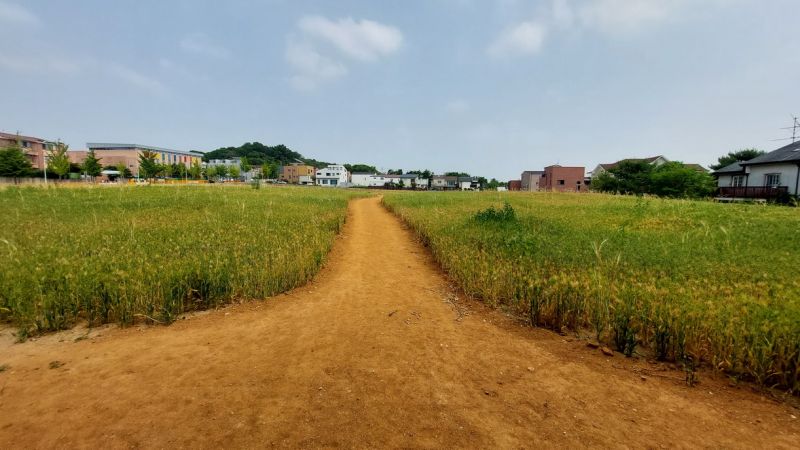 파일:20240610 청보리맨발길002.jpg