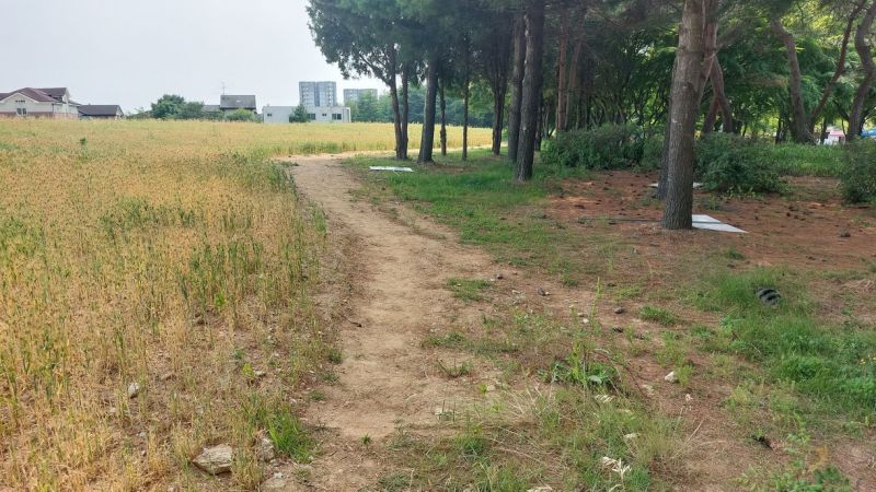 파일:20240610 청보리맨발길007.jpg